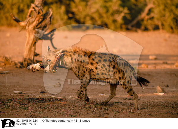 Tpfelhyne / spotted hyena / SVS-01224