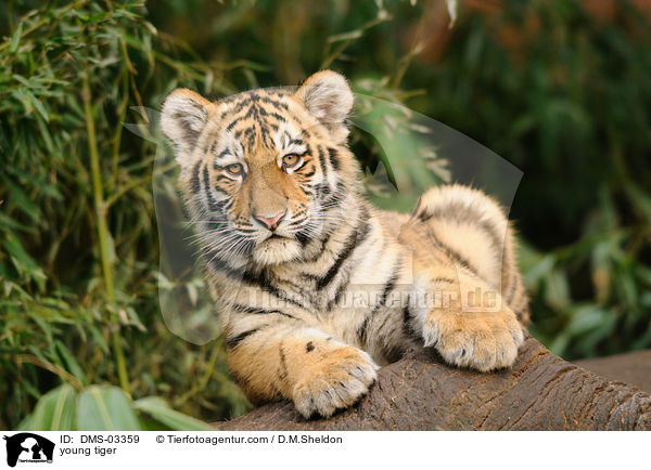 junger Tiger / young tiger / DMS-03359