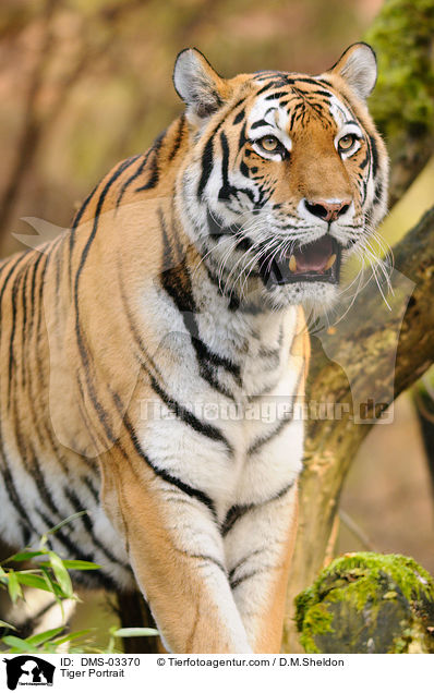 Tiger Portrait / Tiger Portrait / DMS-03370