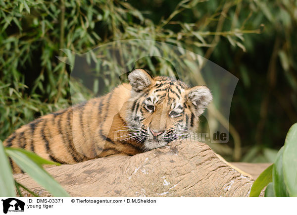 junger Tiger / young tiger / DMS-03371