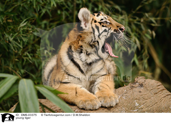 junger Tiger / young tiger / DMS-03375
