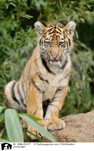 junger Tiger / young tiger / DMS-03377