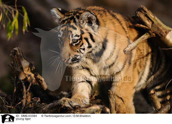 junger Tiger / young tiger / DMS-03384