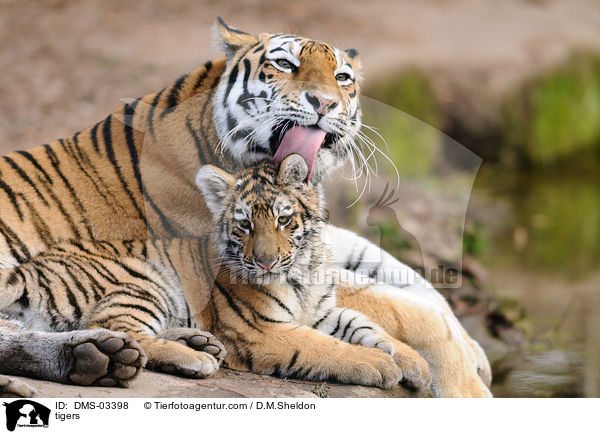 Tiger / tigers / DMS-03398