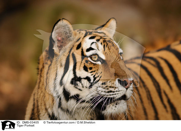 Tiger Portrait / DMS-03405