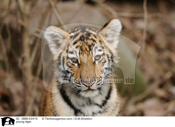 junger Tiger / young tiger / DMS-03410