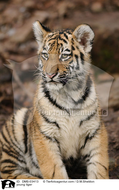 junger Tiger / young tiger / DMS-03413