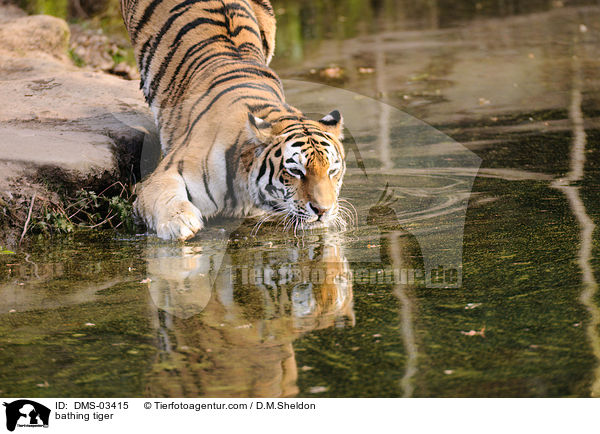 badender Tiger / bathing tiger / DMS-03415