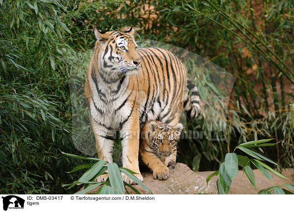 Tiger / tigers / DMS-03417