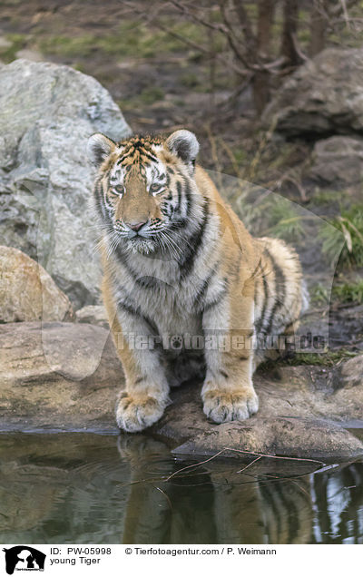 junger Tiger / young Tiger / PW-05998