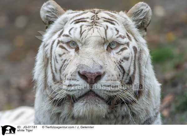 weier Tiger / white Tiger / JG-01181