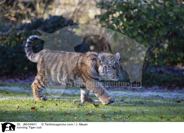 running Tiger cub / JM-04841