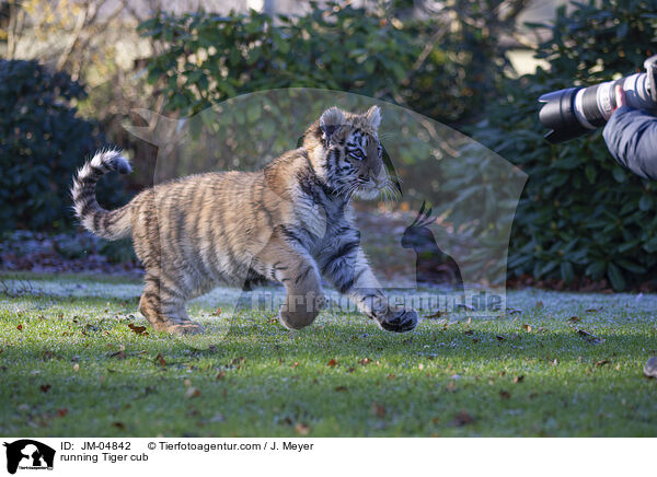 running Tiger cub / JM-04842