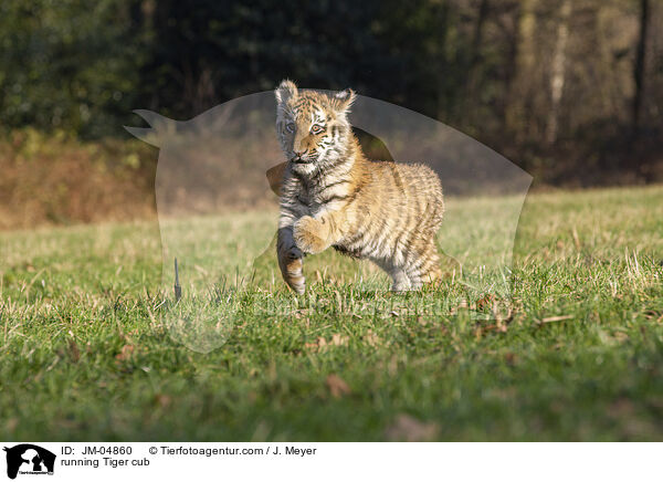 running Tiger cub / JM-04860