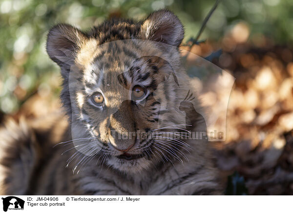 Tiger cub portrait / JM-04906