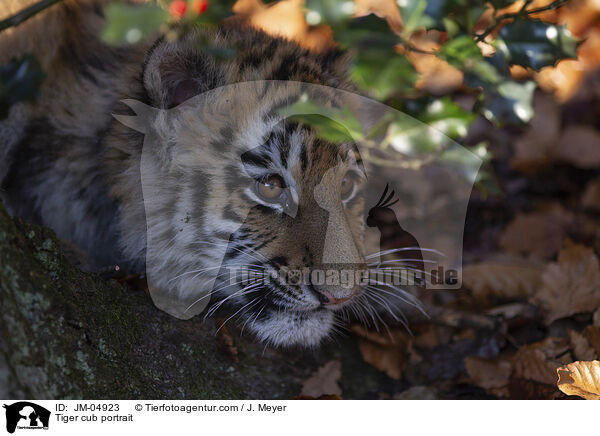 junger Tiger Portrait / Tiger cub portrait / JM-04923