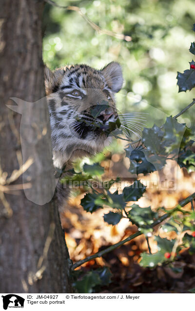 junger Tiger Portrait / Tiger cub portrait / JM-04927