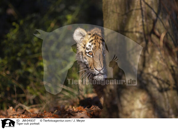 Tiger cub portrait / JM-04937
