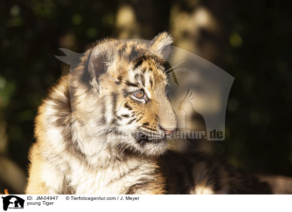 junger Tiger / young Tiger / JM-04947
