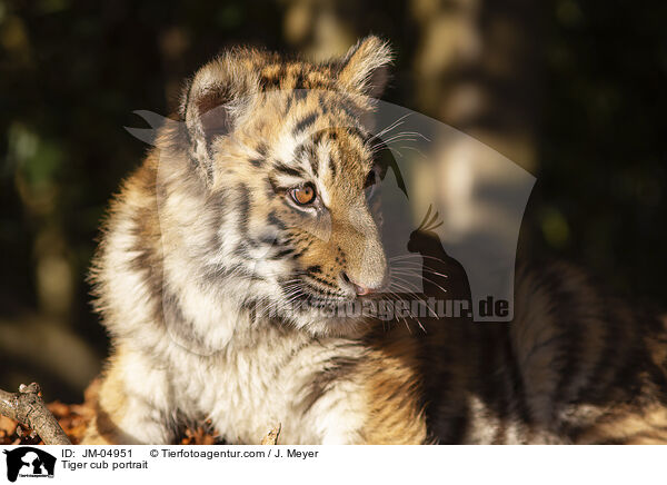 Tiger cub portrait / JM-04951