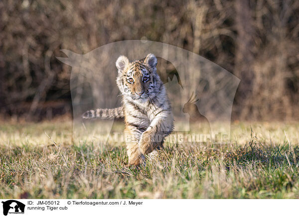 running Tiger cub / JM-05012