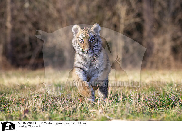 running Tiger cub / JM-05013