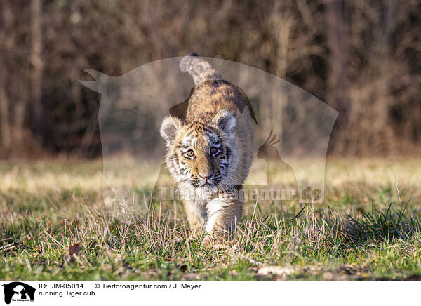 running Tiger cub / JM-05014