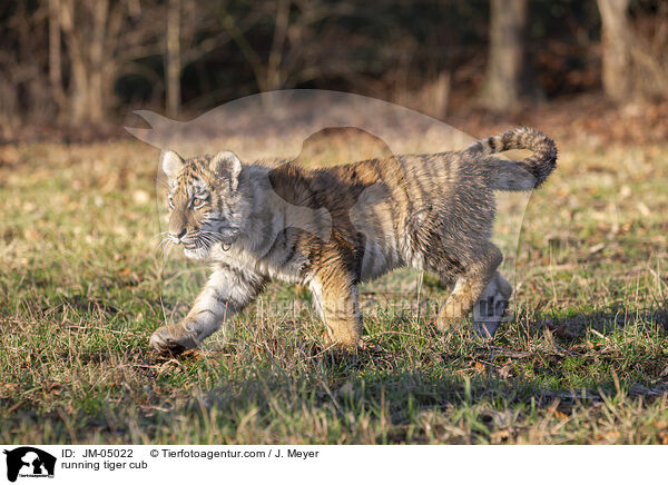 rennender junger Tiger / running tiger cub / JM-05022