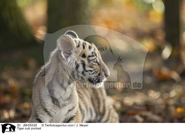 junger Tiger Portrait / Tiger cub portrait / JM-05028
