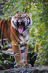 yawning tiger