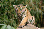 young tiger