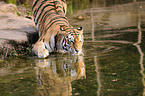 bathing tiger