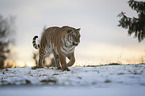 walking Tiger