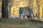 standing Tiger