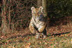 running Tiger cub