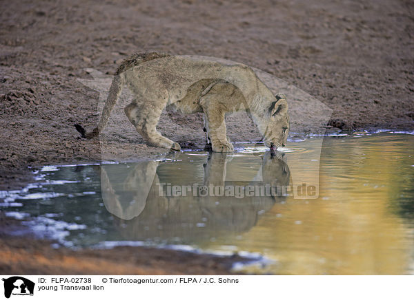 young Transvaal lion / FLPA-02738