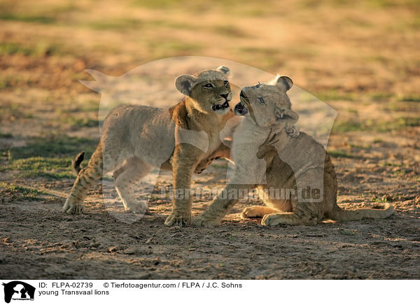 young Transvaal lions / FLPA-02739