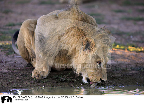 Transvaal lion / FLPA-02742
