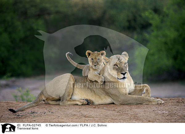 Transvaal-Lwen / Transvaal lions / FLPA-02745