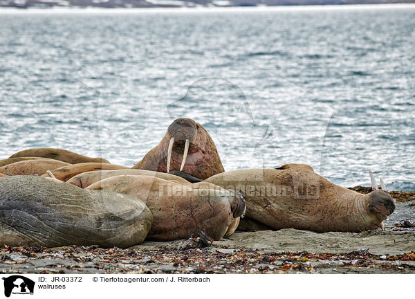 Walrosse / walruses / JR-03372
