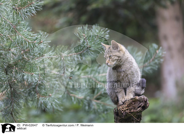 Wildkatze / wildcat / PW-02647