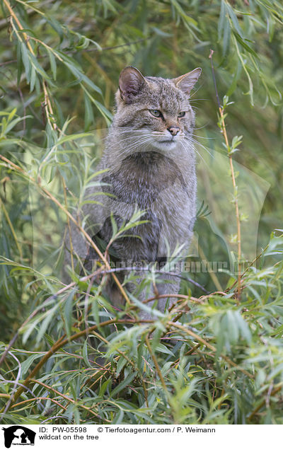wildcat on the tree / PW-05598