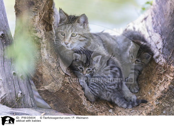 wildcat with babies / PW-05604