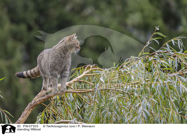 stehende Wildkatze / standing Wildcat / PW-07303