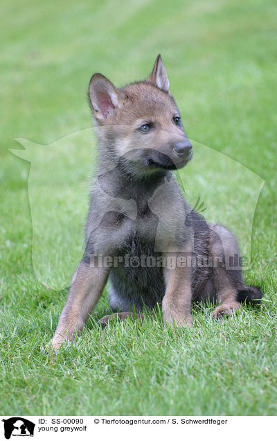 junger Grauwolf / young greywolf / SS-00090