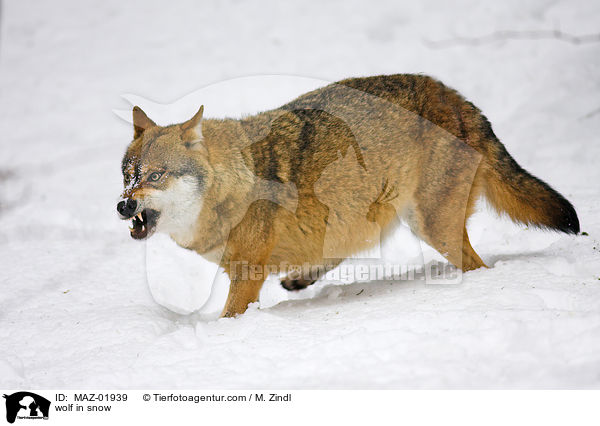 Wolf im Schnee / wolf in snow / MAZ-01939