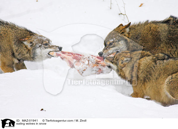 fressende Wlfe im Schnee / eating wolves in snow / MAZ-01941