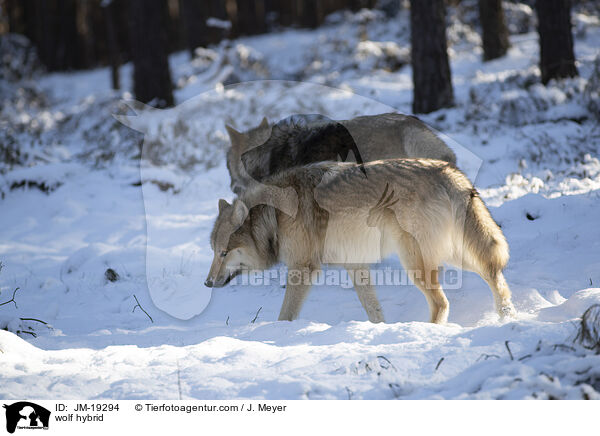 Wolfshybrid / wolf hybrid / JM-19294