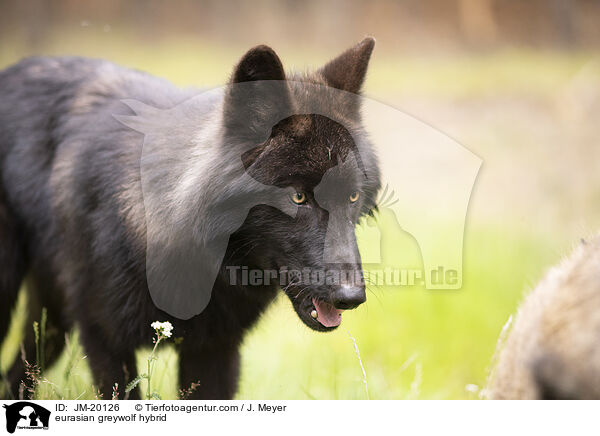 Eurasischer Grauwolf Hybrid / eurasian greywolf hybrid / JM-20126