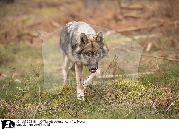 Eurasischer Grauwolf Hybrid / eurasian greywolf hybrid / JM-20138